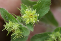 Acanthospermum hispidum